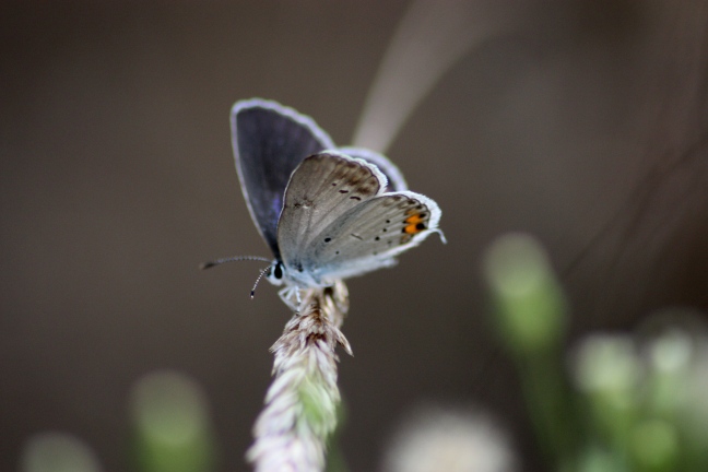 Identificazione licenide